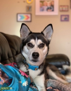 The Southern Husky Belle Listing Image