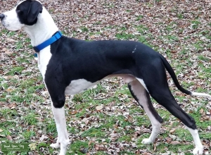 Looking to breed with a full blooded Dane Listing Image