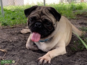 AKC Registered Pug Searching for Girlfriends Listing Image
