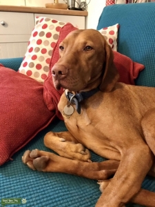 4 yr old handsome vizsla Listing Image