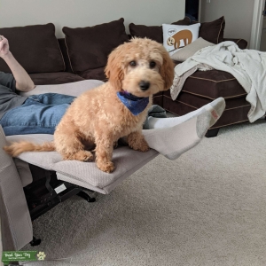 Goldendoodle F1b  Listing Image
