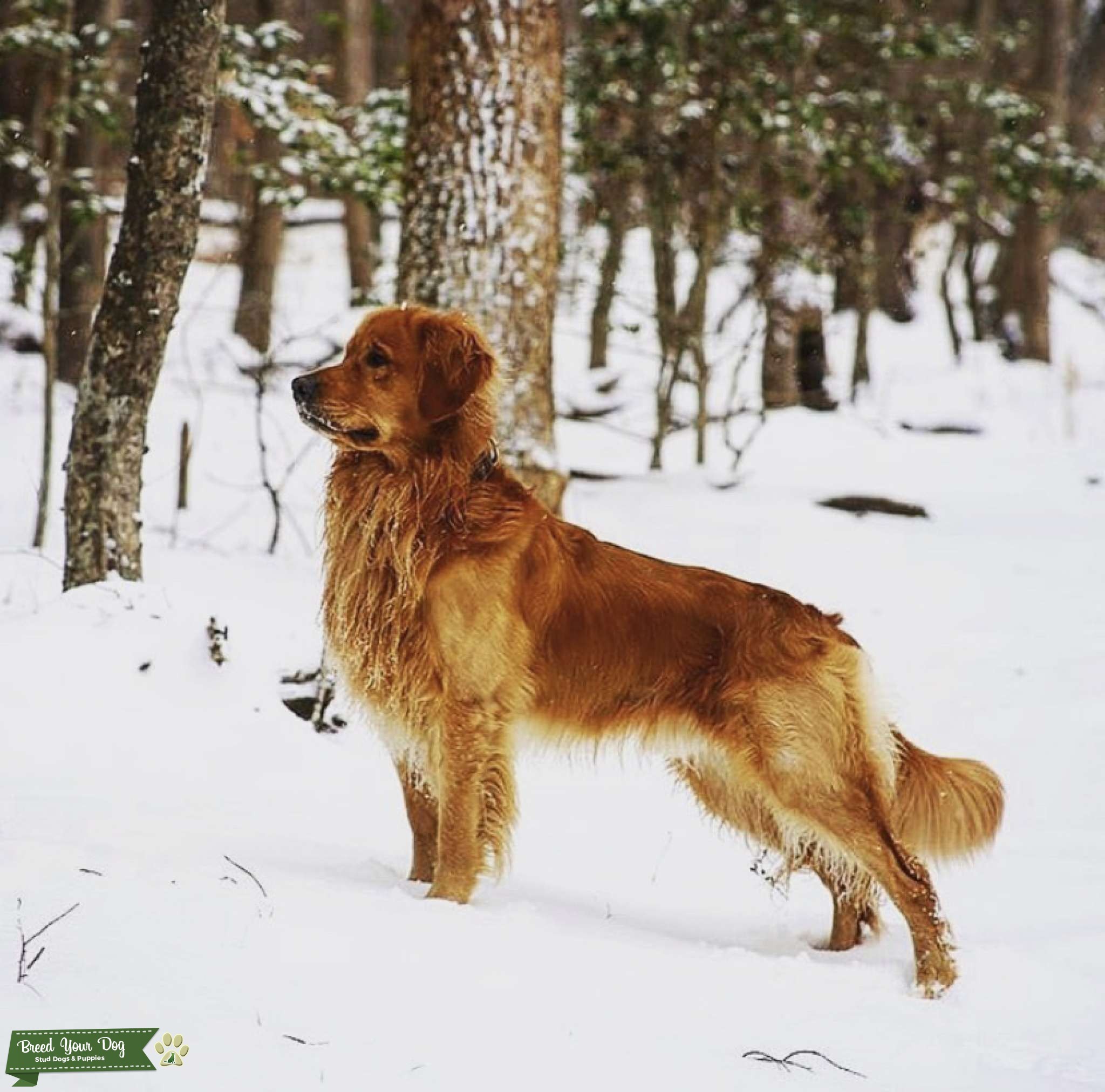Experienced Golden Retriever Stud Stud Dog in SE, the United States Breed Your Dog