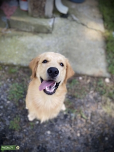 AKC Reg Stud Golden Retriever  Listing Image