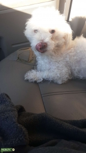 Active female maltese/poodle  Listing Image