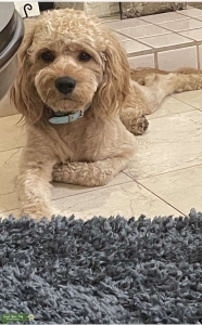 Male Cavapoo  Listing Image