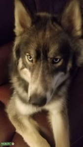 Siberian Husky Listing Image