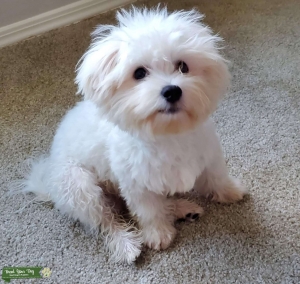 looking for a maltese girl Listing Image
