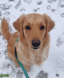 female golden retriever  Listing Image
