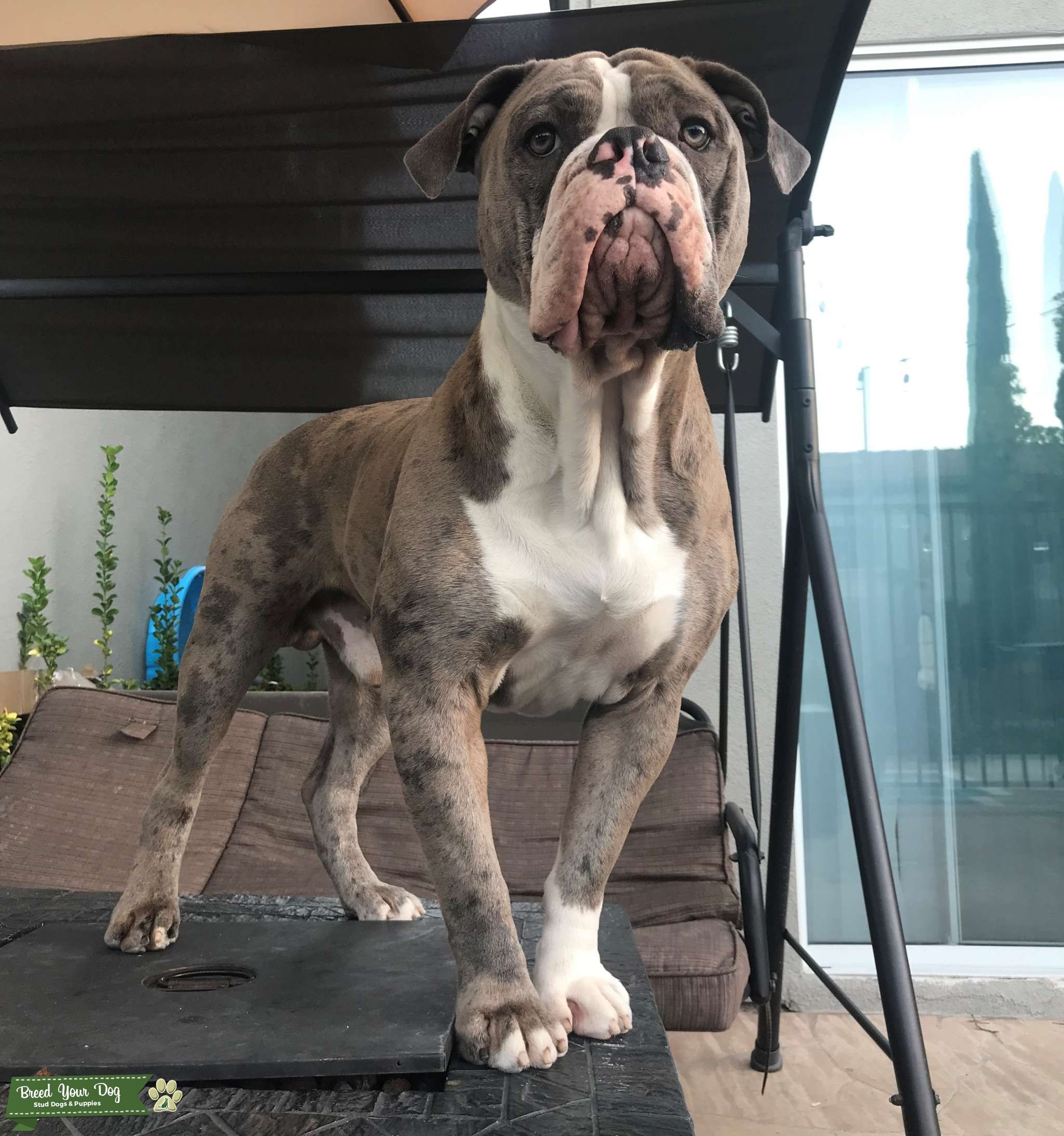 Merle Olde English Bulldogge Stud Dog in Orange County, CA, the