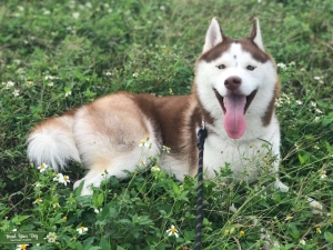 Male Husky Looking for Female Husky Listing Image