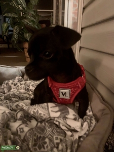 Baby is looking for a small breed Stud Listing Image