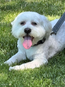 Available Stud Maltipoo Listing Image