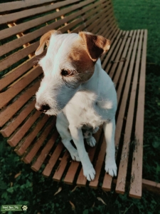Jack Russell looking for lady friend Listing Image