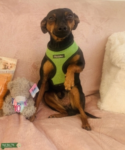 Wonderful Mini Pinscher  Listing Image