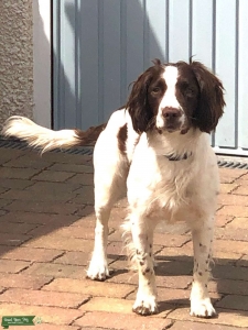 Springer spaniel  Listing Image