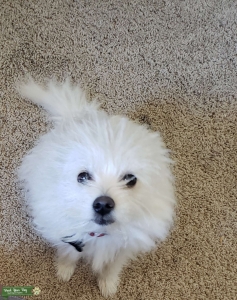 Looking for Poodle or Pomapoo Stud Listing Image