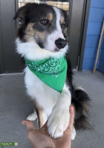 Blue Tricolor Border Collie Listing Image