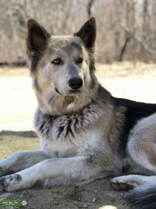 Pretty husky/shepherd  Listing Image