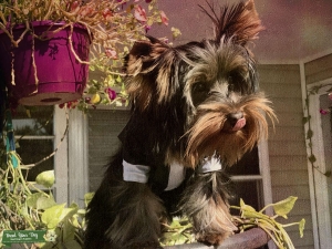 Handsome AKC Male Yorkshire Terrier Stud Listing Image
