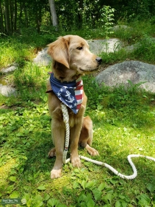 Golden Retriever Stud Listing Image