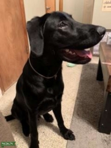 Black American Labrador AKC certified  Listing Image