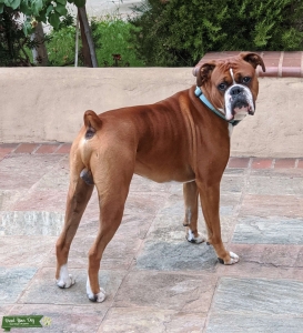 Boxer Male ,Fawn 3yrs old Listing Image