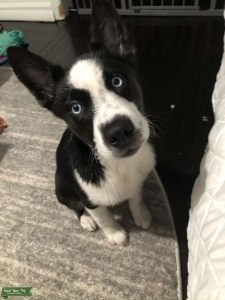 Looking for Husky or Akita female Listing Image