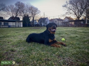 AKC Registered Rottweiler Stud Listing Image