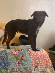 Male Mini Aussiedoodle Looking For Female Aussie  Listing Image