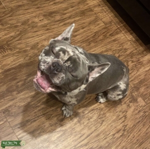 Blue Merle Frenchie stud  Listing Image