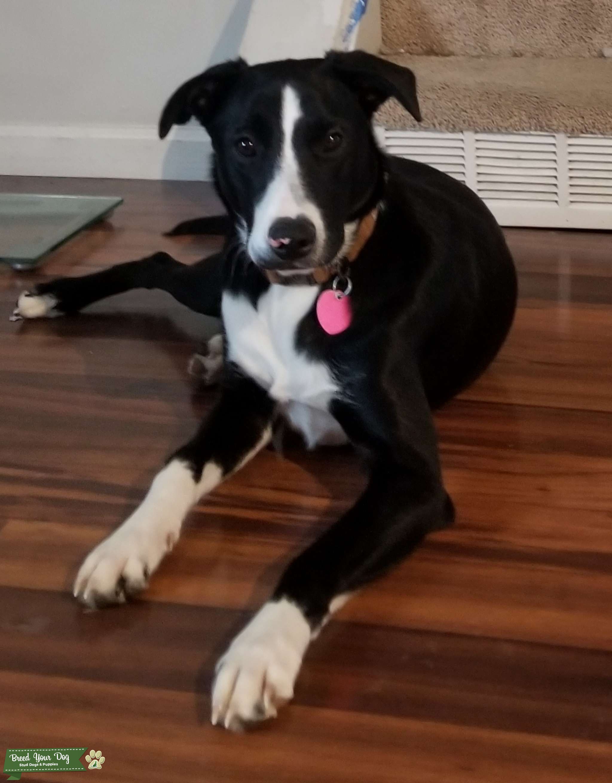 Smooth Coat Border Collie Stud Dog in Ohio, the United States Breed Your Dog