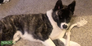American Akita stud looking to breed Listing Image