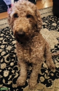 Goldendoodle  Listing Image