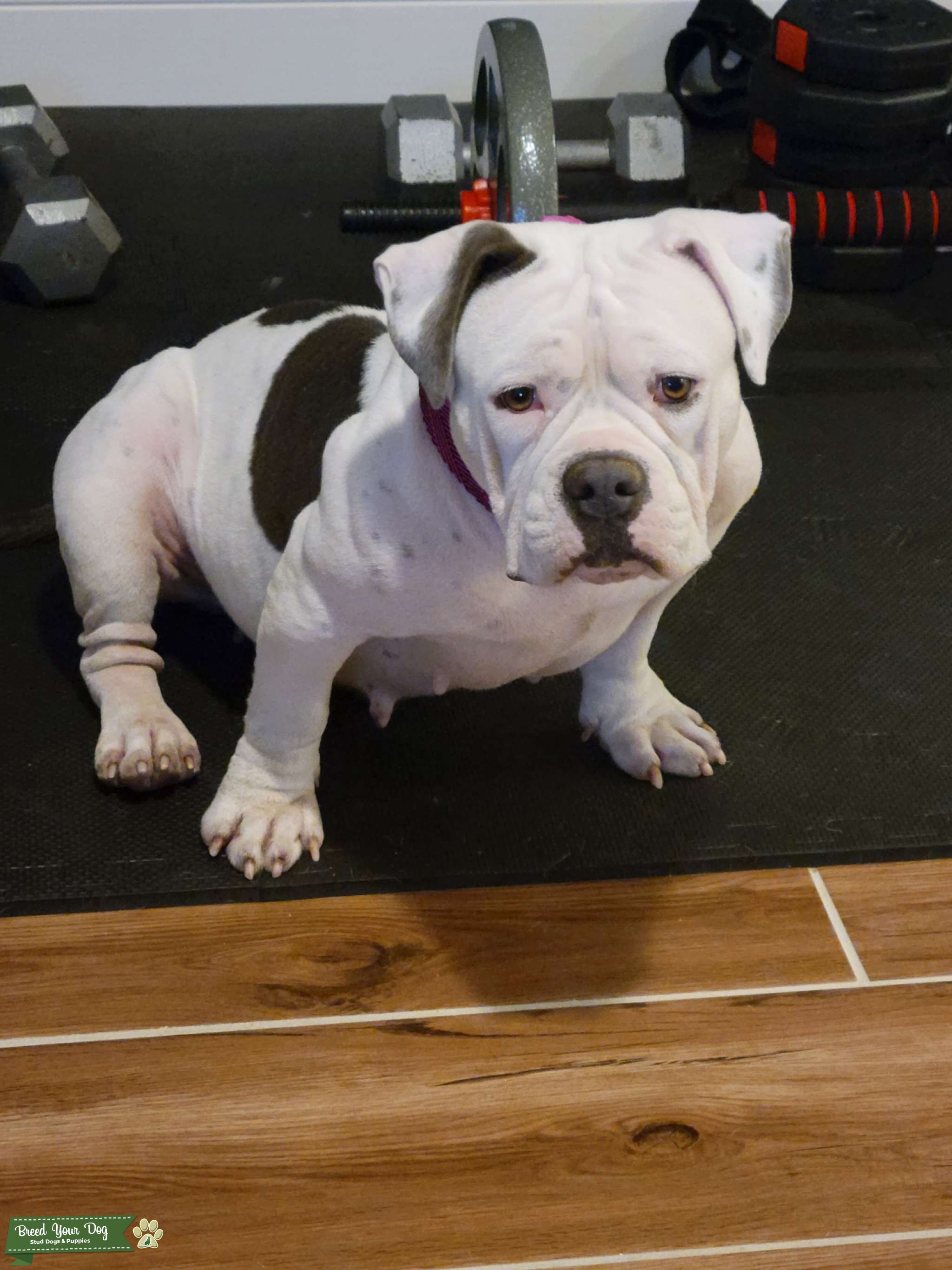 Beautiful American Bull Dog Stud Dog in Maryland, the United States