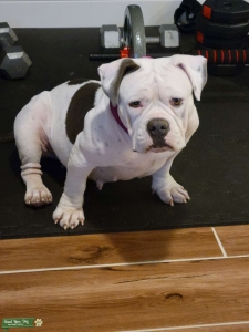 Beautiful American Bull Dog Listing Image