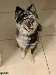 Looking for female Pomsky for breed Listing Image