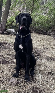 Great Dane Stud -  Listing Image