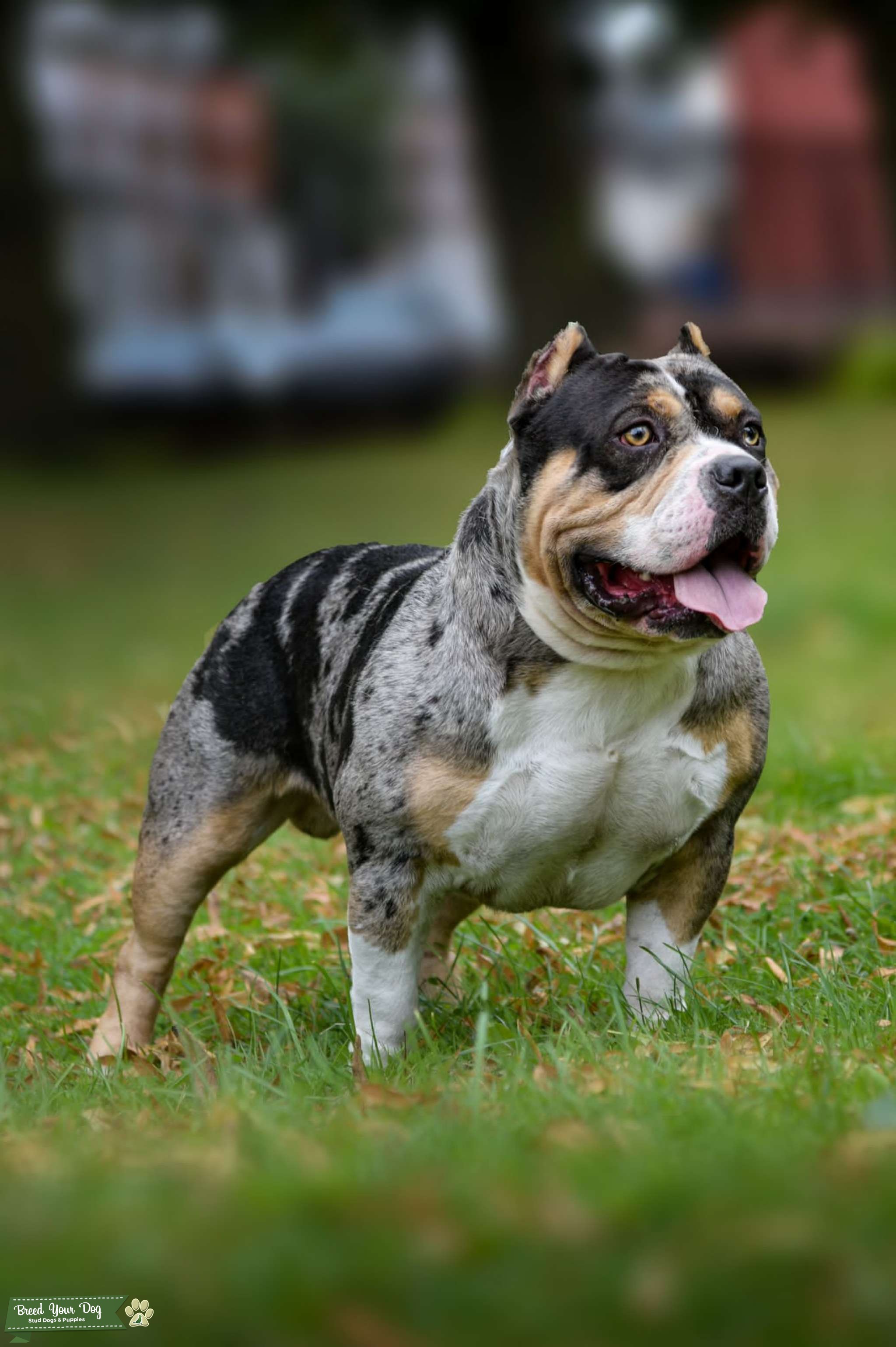american pocket bully stud dog (micro exotic pocket xl) Stud Dog in east midlands, the United
