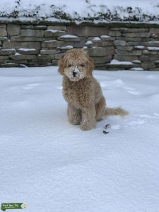 Loving mini goldendoodle  Listing Image