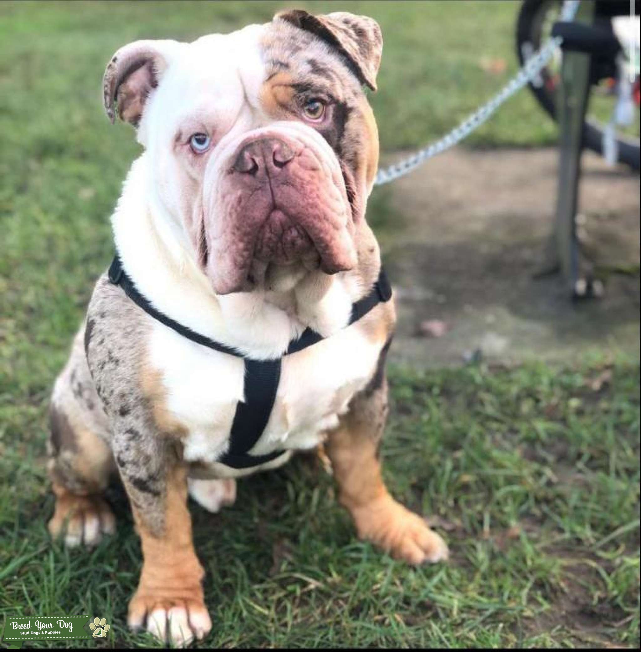 Stud Dog British Bulldog AVAILABLE FOR STUD Breed Your Dog