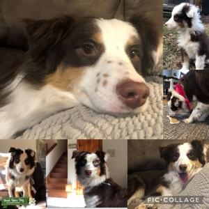 ISO an Aussie Stud for our Girl!♥️ Listing Image