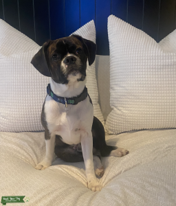 Brindle Boston Terrier x Cavalier King Charles Spaniel Listing Image