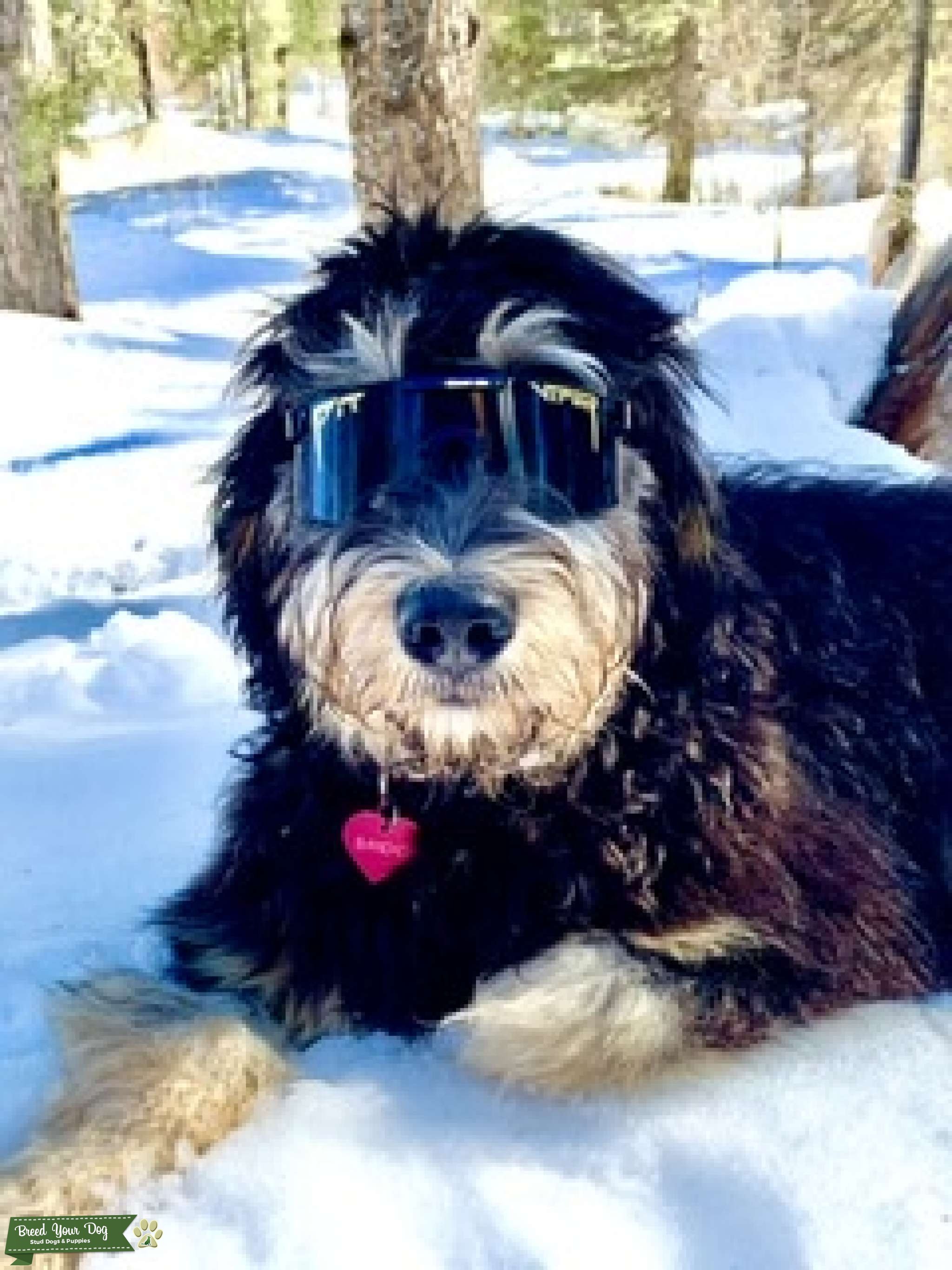 F1B Bernedoodle Looking for Ms Right. Stud Dog in Idaho, the United