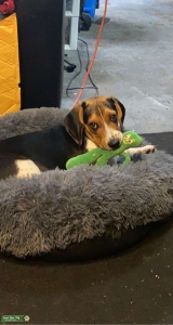 AKC Beagle Stud Listing Image