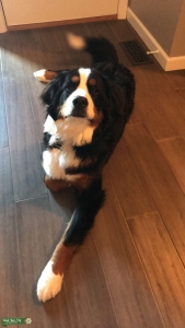 Bernese Mountain Dog Listing Image