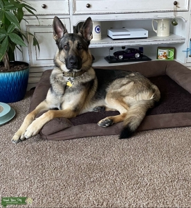 Purebred German Shepherd Listing Image