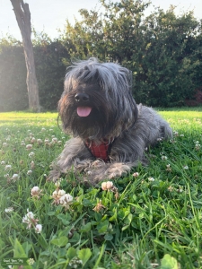 Gray Yorkie Mix with Red Highlights  10 lbs Listing Image