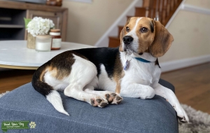 Male Beagle w/AKC Pedigree Listing Image