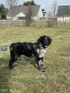CKC Aussiedoodle Stud Listing Image