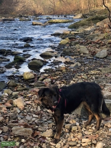 Bella is looking to mate with retriever  Listing Image